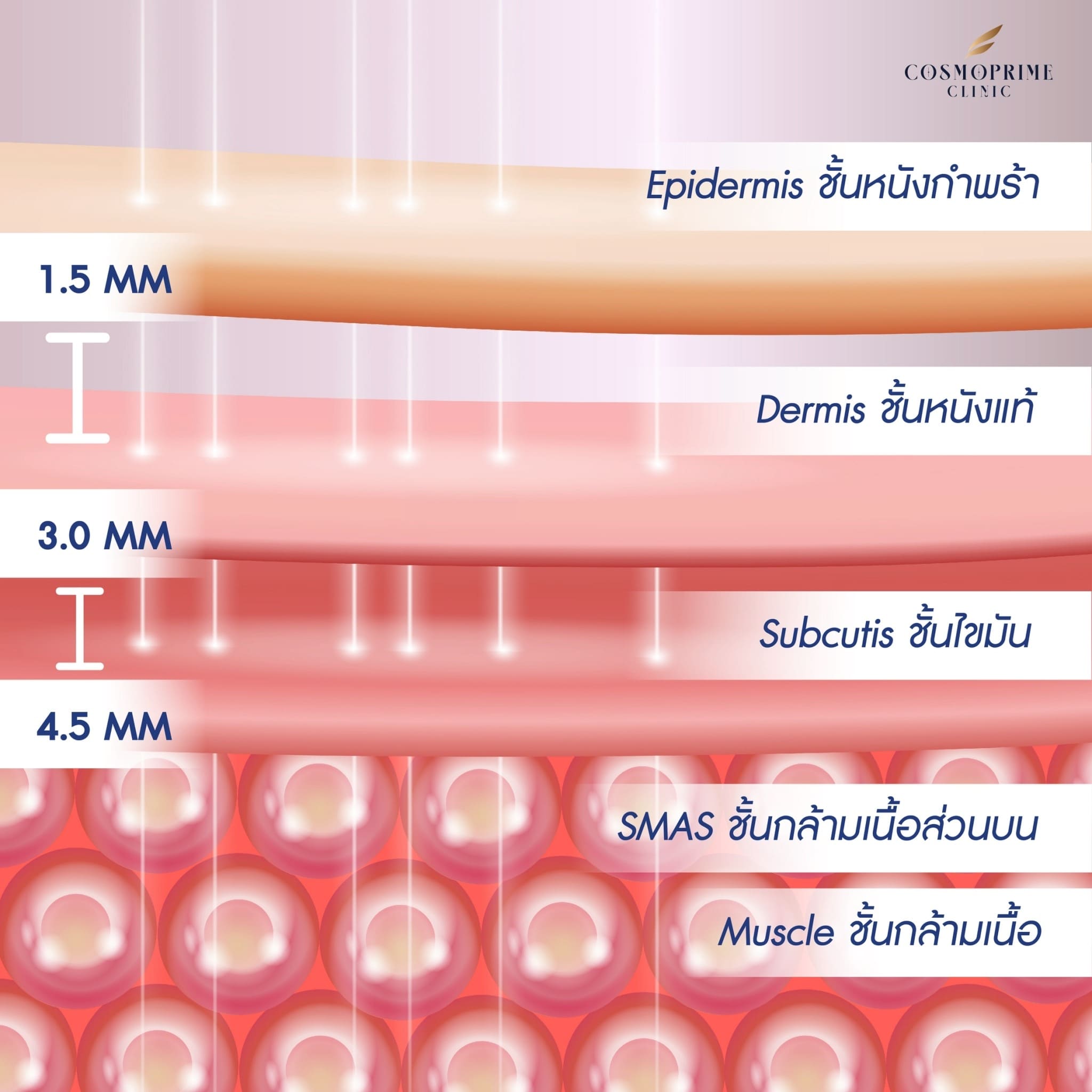 ผิวหนังกี่ชั้น